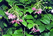 File:GardenFlowerRangoonCreeper.jpg