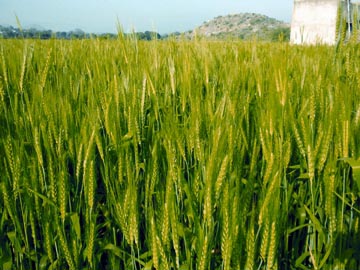 File:GreenRevolution1.jpg