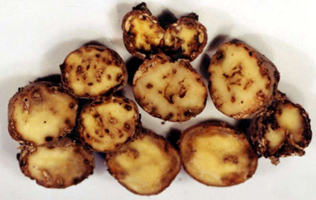 File:TuberWorm.jpg