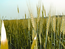 File:Wheat.jpg