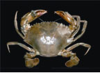 Crab8.jpg