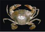 File:Crab8.jpg
