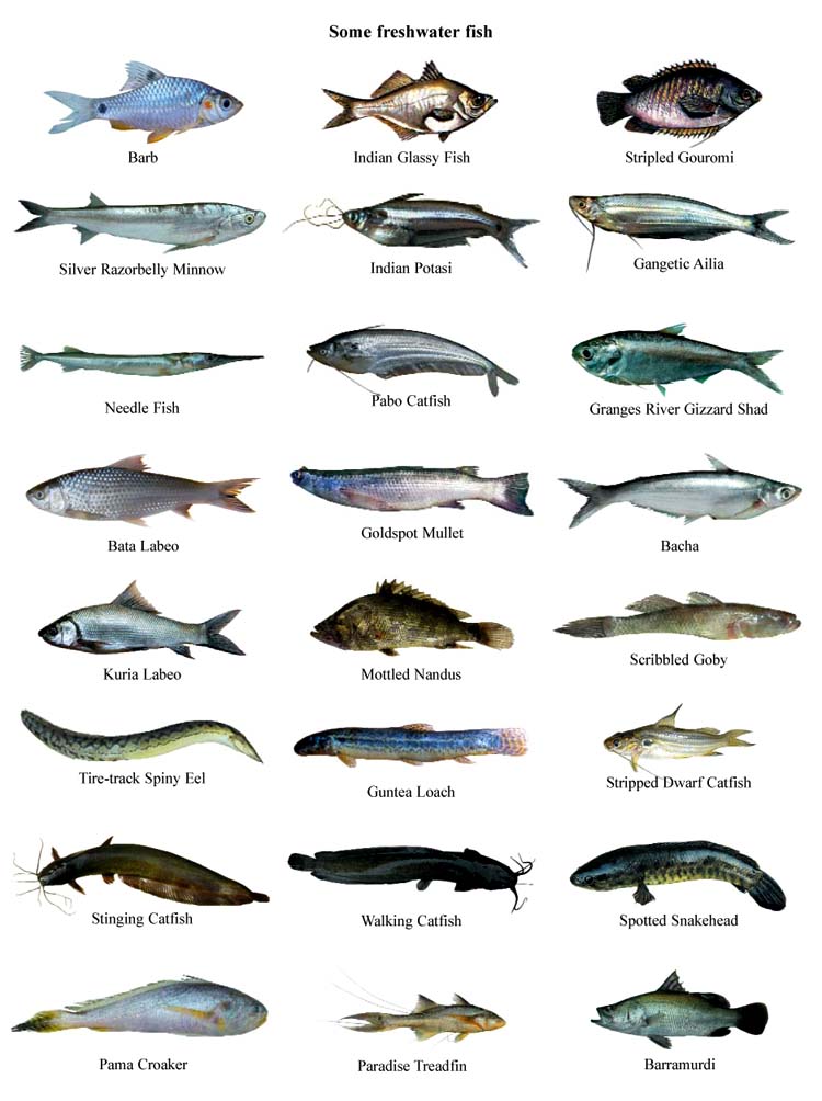 Северная рыба названия и фото