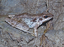 File:FrogToadHylaranaNigrovittata.jpg