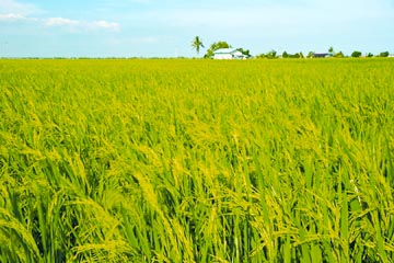 File:GreenRevolution3.jpg
