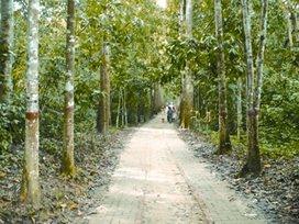 File:LawachharaNationalPark.jpg