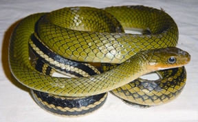 File:RatSnake.jpg