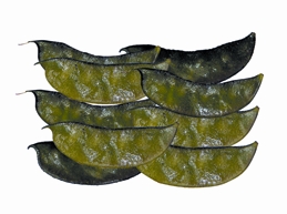 File:BeanCountry.jpg