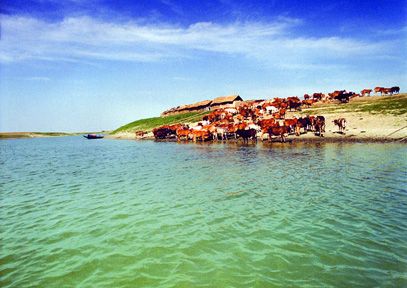 File:Cattle.jpg