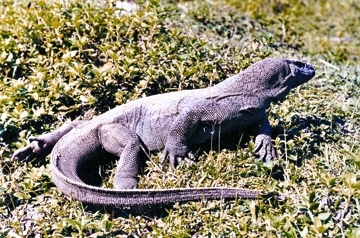 File:Lizard2.jpg