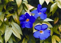 File:Shrub1.jpg