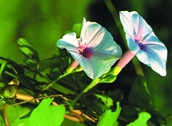 File:WildFlower15SagarKalmi.jpg
