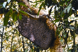 File:Bee2.jpg