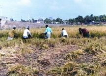 File:FarmingSystemCutting.jpg