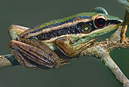 File:FrogToadHylaranaErythraea.jpg