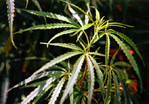 File:Hemp.jpg