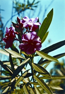 File:Shrub2.jpg