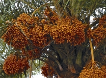 File:DatePalm.jpg