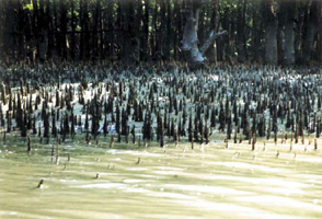 File:TidalForestSindarbans.jpg