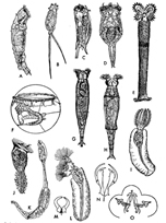 File:Rotifer.jpg