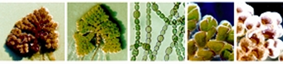 File:Azolla.jpg