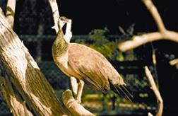 File:PeacockFemale.jpg