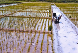 File:AgriculturalLand.jpg
