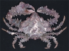 File:Crab6.jpg