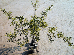 File:MehendiPlant.jpg