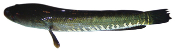 File:SnakeheadShol.jpg