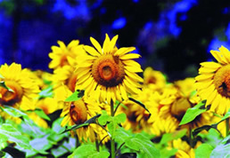 File:Sunflower.jpg