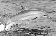 File:Dolphin1.jpg