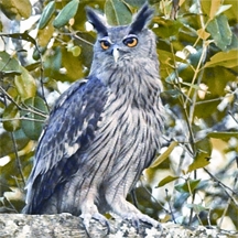 File:OwlDuskyEagle.jpg