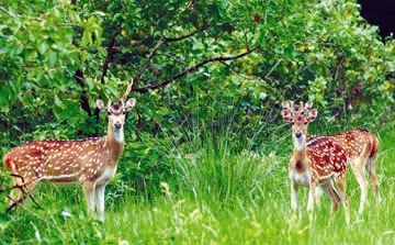 File:DearSpotted.jpg