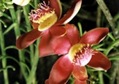 File:GardenFlowerCannonBall.jpg