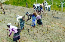 File:JhumCultivation.jpg