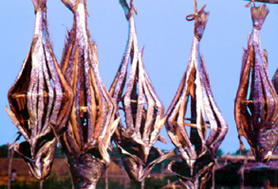 File:DriedFish.jpg