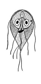 File:ProtozoaB.jpg