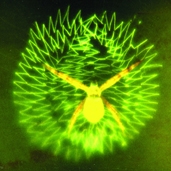 File:Spiderwithnet04.jpg
