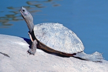 File:TurtleTortoise1.jpg