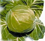 File:Cabbage.jpg