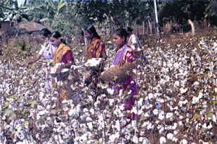 File:Cotton.jpg