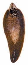 File:FaunaLiverFluke.jpg