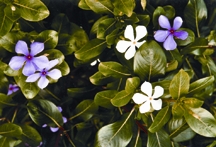 File:FloraVincarosea.jpg