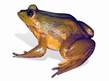 File:BiodiversityAmphibian.jpg