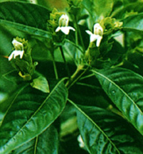 File:MedicinalHerbBasak.jpg