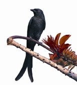 File:Drongo.jpg