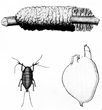 File:LacInsect.jpg