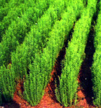 File:Flax.jpg