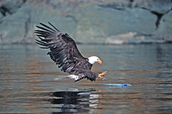 File:EgalePrey.jpg